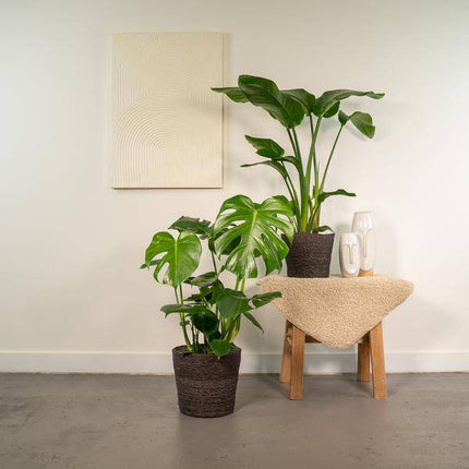 Pflanzenset – Strelitzia Nicolai & Monstera Deliciosa – ca. 85cm & 75cm hoch – Ø19cm & Ø21cm – Tropische luftreinigende Zimmerpflanzen für Wohnzimmer & Büro