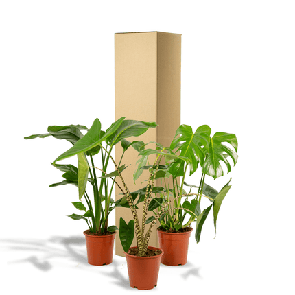 Zimmerpflanzen Set – Monstera Deliciosa Ø21cm ↕75cm + Alocasia Zebrina Ø19cm ↕75cm + Strelitzia Nicolai Ø19cm ↕85cm – Tropisches Pflanzenset – Luftreinigende Grünpflanzen für Wohnzimmer, Büro & Wintergarten
