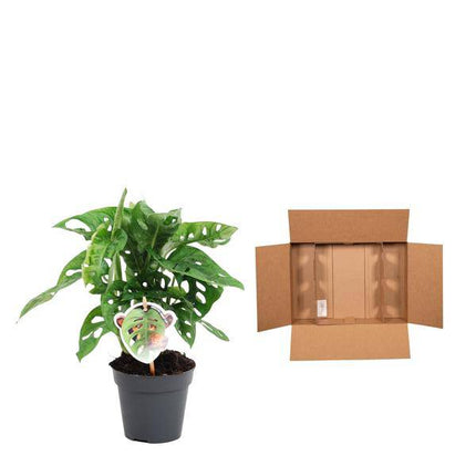 Monstera obliqua Monkey Leaf – Fensterblatt – Kletterpflanze und Zimmerpflanze mit dekorativen Blättern – Ø12cm – ↕25cm