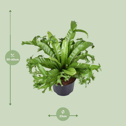 Nestfarn – Asplenium nidus Crissie – Vogelnestfarn – Zimmerpflanze – Ø23cm – ↕55cm – pflegeleicht & luftreinigend