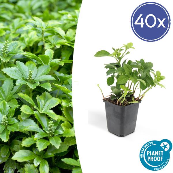 Pachysandra terminalis 'Green Carpet' – 40 Pflanzen – Schattengrün – Immergrün – Bodendecker für Schatten – Weiße Blüten – Pflegeleicht