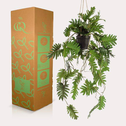 Kunstpflanze Philodendron – Hängepflanze 80cm – Täuschend echt & pflegefrei – Dekorative Kunst-Zimmerpflanze für Wohnzimmer, Büro & kleine Räume