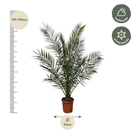 Phönix Canariensis – Kanarische Dattelpalme – Palme ca. 180cm hoch – Ø24cm – Exotische Zimmer- & Gartenpflanze