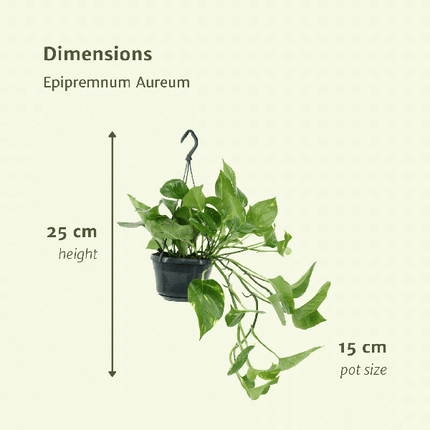 Efeutute – Epipremnum Aureum Scindapsus – Zimmerpflanze – Ø15cm – ca. 25cm hoch – 2 Pflanzen – pflegeleichte Kletter- oder Hängepflanze