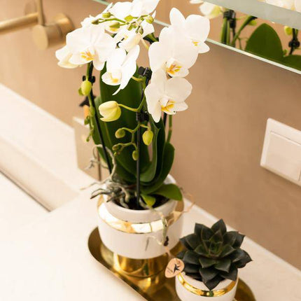 Pflanzenset – Weiße Orchidee & Sukkulente im goldenen Deko – Set – Inklusive Le Chic Ziertöpfen & Tablett – Elegante Zimmerpflanzen – Kombi