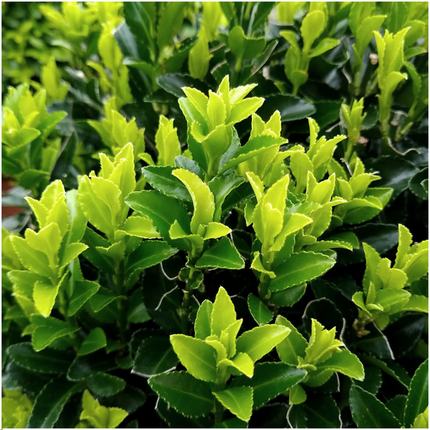 Euonymus 'Green Spire' – Japanischer Spindelstrauch – Immergrün – Ø7cm – ↨15cm – 72 Pflanzen – Buchsbaum-Ersatz für dichte Hecken bis 9m