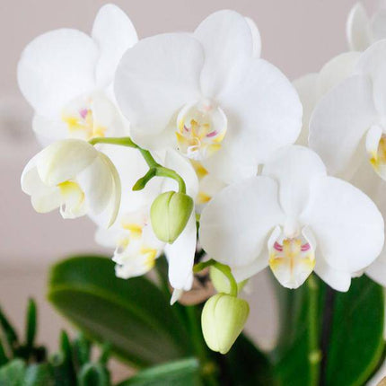 Phalaenopsis Orchideen Amabilis Weiß – Ø9cm – Zimmerpflanze – 4 Orchideen – edle weiße Multiflora Orchideen mit 2–3 Zweigen