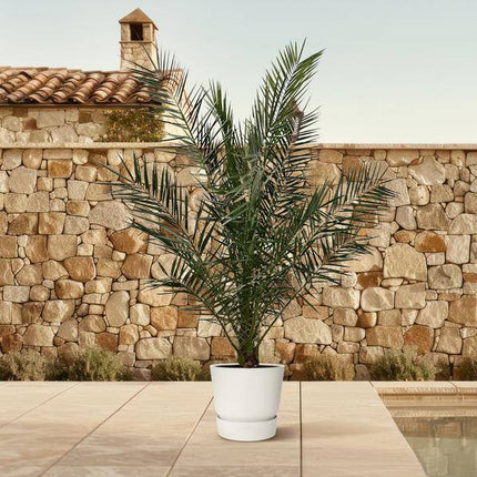 Phönix Canariensis – Kanarische Dattelpalme – Palme ca. 170cm hoch – Ø24cm – Exotische Zimmer – & Gartenpflanze