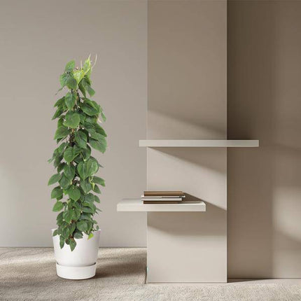 Herzblatt Philodendron Scandens – Zimmerpflanze – 150cm – Ø27cm – Tropische Kletterpflanze mit herzförmigen Blättern – Luftreinigende Rankpflanze für Wohnzimmer, Büro & Indoor-Deko