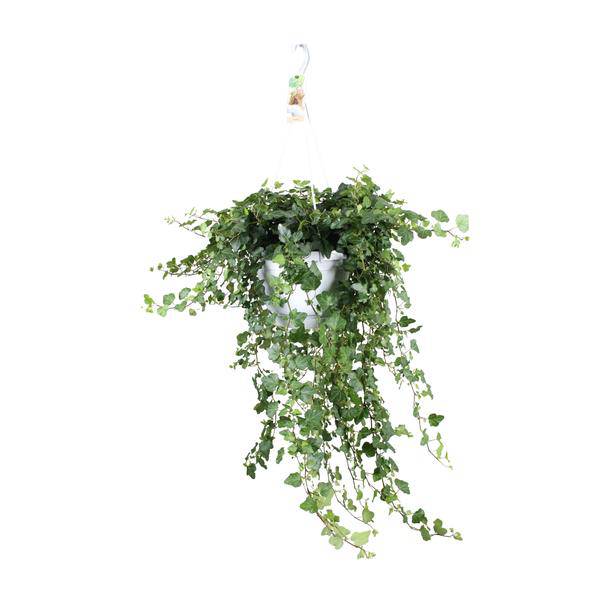 Efeu – Hedera helix Wonder Green – Zimmerpflanze – Ø24 cm Topf – ca. 70–80 cm hoch – Pflegeleicht – Luftreinigend – Halbschatten