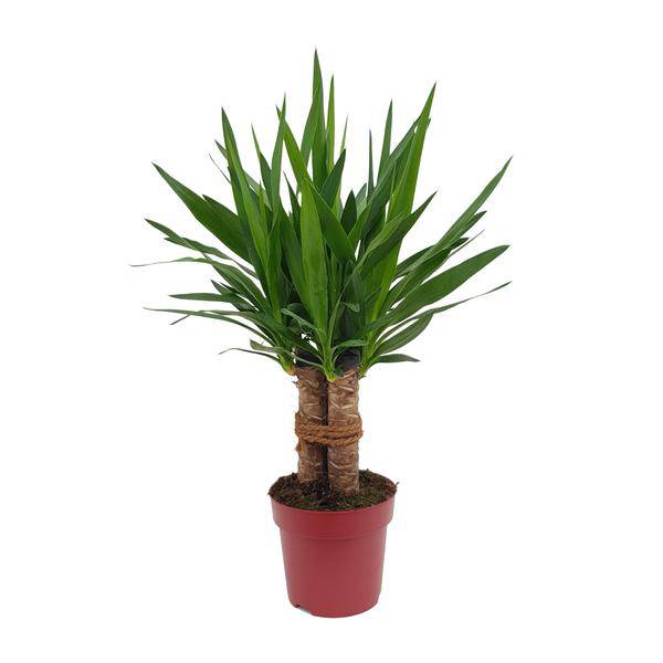Riesen-Palmlilie – Yucca „Tres Cañas“ mehrstielig – Zimmerpflanze 70cm – Ø19cm – Immergrüne Grünpflanze mit schwertförmigen Blättern – Exotische & pflegeleichte Yucca für Wohnzimmer, Büro & Wintergarten
