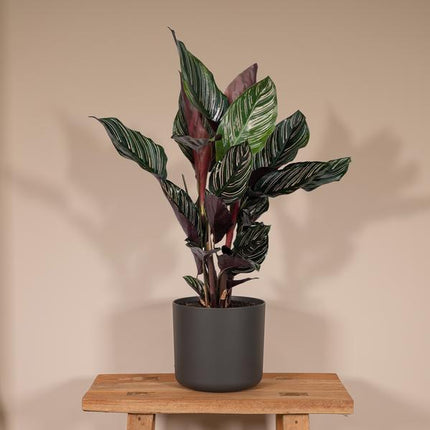 Korbmarante Calathea Ornata – Zimmerpflanze Ø14cm ca. 50cm hoch – Exotische Blattzeichnung – Pflegeleichte Zimmerpflanze für Zuhause & Büro