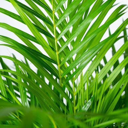 Areca-Palme – Betelpalme Dypsis lutescens – Ø24cm – 130cm Höhe – Luftreinigende Goldfruchtpalme – Tropische Zimmerpflanze für gesundes Raumklima