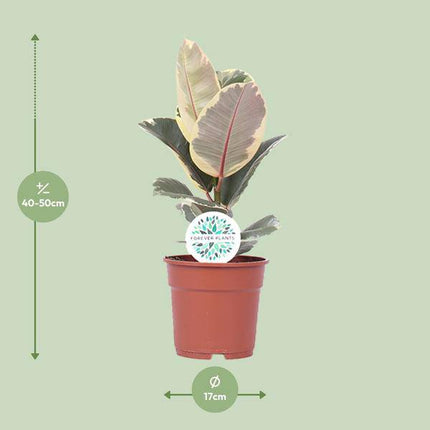 Gummibaum – Ficus Elastica Tineke – Zimmerpflanze – Ø17cm – ca. 50cm hoch – dekorative Ficus-Pflanze mit panaschierten Blättern – pflegeleicht & luftreinigend