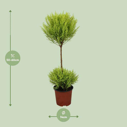 Zimmerzypresse – Cupressus Goldcrest Wilma – Ø14cm – ↕60cm – immergrüne Zierpflanze für Innen & Außen – pflegeleichte Kübelpflanze mit frischem Duft
