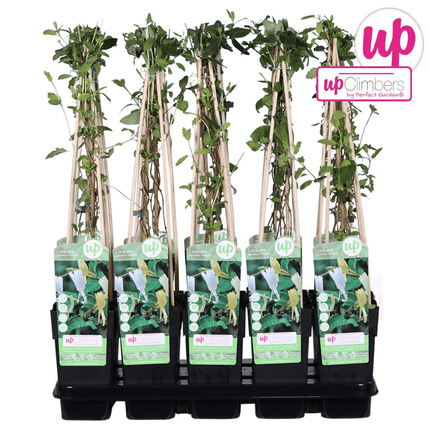 Gelbbunte Geißschlinge – Lonicera japonica ‘Halliana’ – Ø15cm x ↕65cm – Weiß – gelbe, stark duftende Kletterpflanze