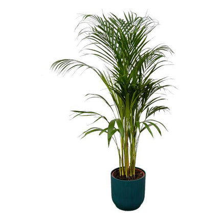 Areca Palme – Betelpalme – Zimmerpflanze ca. 110cm – ø21cm – inkl. Pflanzgefäß Vibes Fold Blau D22xH20 – Tropische Zimmerpalme für Wohnzimmer, Büro & Wintergarten