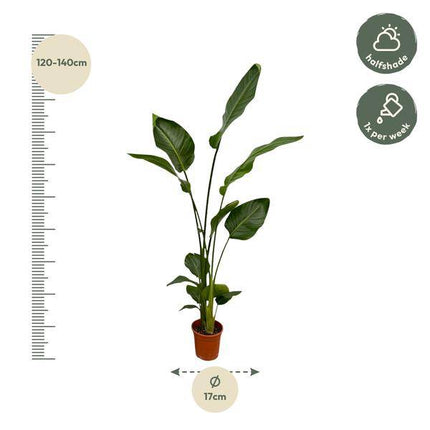 Strelitzia Nicolai – Baum-Strelitzie – 2 Stück – Zimmerpflanzen ca. 130cm – ø17cm – Weißer Paradiesvogel – Tropische XL-Grünpflanzen für Wohnzimmer, Büro & Wintergarten