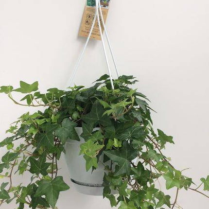 Hedera Helix Grün – Gemeiner Efeu – Zimmerpflanze im Hängetopf – Ø17cm – immergrüne Hänge- und Kletterpflanze für Innen- & Außenbereich