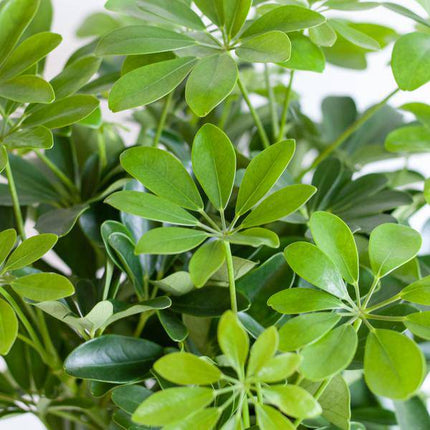 Schefflera Arb Nora – Birkenfeige – Zimmerpflanze + Korb Lissabon Schwarz – ↕70cm – Ø21cm – Handförmige Blätter – Kletterpflanze für Innenräume – Pflegeleicht & dekorativ