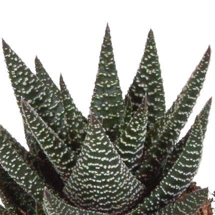 Sukkulenten Mix Gasteria & Haworthia – 3 Pflanzen – Ø8,5cm Zimmerpflanzen im weißen Topf – Verschiedene Mini-Sukkulenten – Pflegeleichte Pflanzen für Fensterbank, Büro & Wohnzimmer