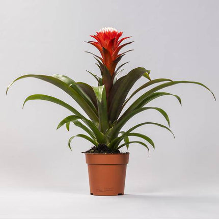 Bromelie – Guzmania Hope – Zimmerpflanze – Ø12cm – ↕40cm – Exotische Blühpflanze mit roten & orangefarbenen Hüllblättern – Pflegeleicht & dekorativ