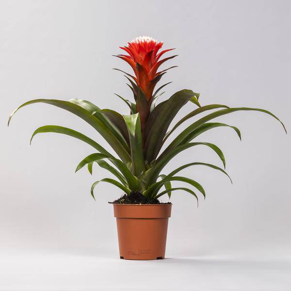 Bromelie – Guzmania Hope – Zimmerpflanze – Ø12cm – ↕40cm – Exotische Blühpflanze mit roten & orangefarbenen Hüllblättern – Pflegeleicht & dekorativ