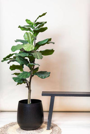 Kunstpflanze Ficus Lyrata – Geigen-Feige – 120cm – Hochwertige künstliche Pflanze mit großen naturgetreuen Blättern – Immergrüne Dekopflanze für Wohnzimmer, Büro & Innenräume – Pflegefrei & langlebig