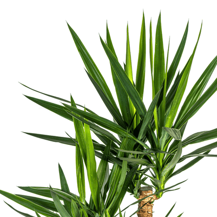 Riesen-Palmlilie - Yucca Elephantipes - Zimmerpflanze - Ø24cm - ↕90-100cm – Pflegeleicht & robust – Luftreinigend