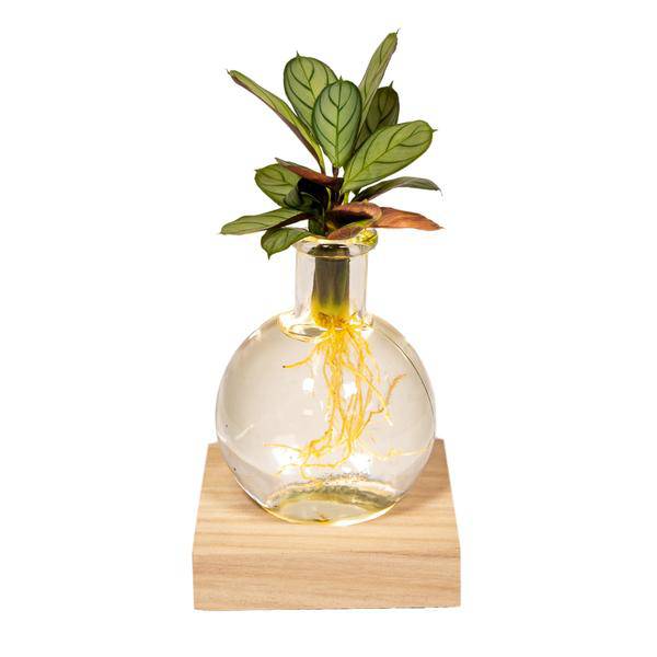 Calathea Hydroponie – Mischung im Samoa Glas mit LED Beleuchtung Zimmerpflanze Ø12cm ↕10cm – pflegeleichte Grünpflanze für Wohnzimmer, Büro