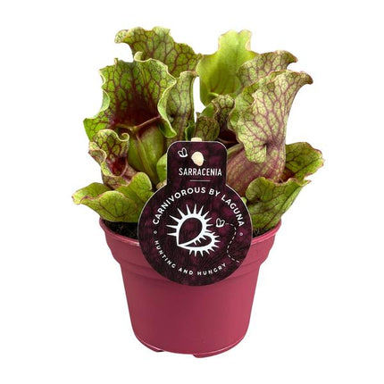 Schlauchpflanze Sarracenia – Fleischtfressende Zimmerpflanze Ø12 cm – ca. 20 cm hoch – Exotisches Design – Luftreinigend & pflegeleicht
