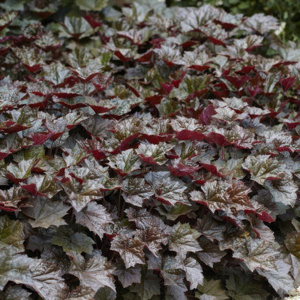 Heuchera mic. 'Palace Purple' – Rotblättriges Silberglöckchen – Ø9cm – ↕10-25cm – 60 Pflanzen – Schattengartenstaude – pflegeleicht & bienenfreundlich