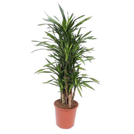 Drachenbaum Dracaena Riki – 140cm hoch – Ø30cm – Elegante Zimmerpflanze mit schmalem dunkelgrünem Blattwerk – pflegeleicht – für Zimmer & Büro