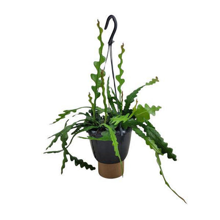 Sägeblattkaktus Epiphyllum Anguliger – Ø14cm – ↕35cm – Pflegeleichte Zimmerpflanze mit exotischem Wuchs – Fischgrätenkaktus für Wohnzimmer, Büro & Wintergarten