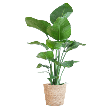 Strelitzia Nicolai – Paradiesvogelpflanze – Zimmerpflanze – 80 cm hoch – Ø21 cm – inkl. Korb Sofia Natur – dekorativ, pflegeleicht, tropisches Flair