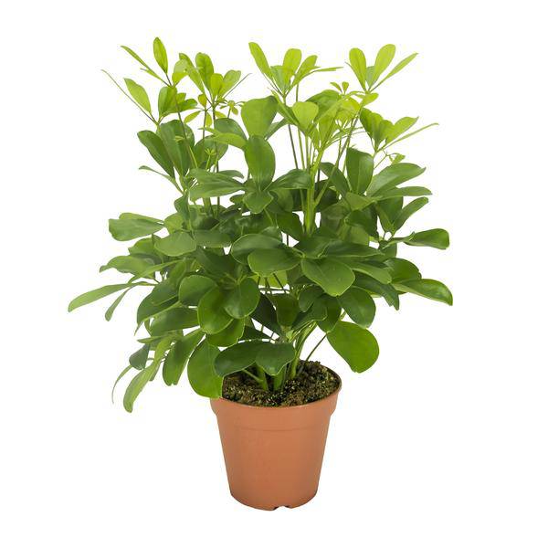 Strahlenaralie – Schefflera Nora – Zimmerpflanze – Ø13cm – ca. 35cm hoch – dekorative pflegeleichte Pflanze für Wohnung & Büro