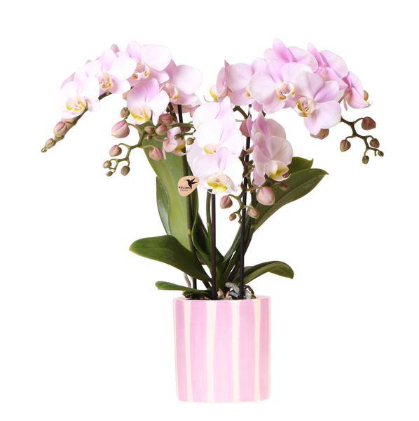 Phalaenopsis Orchidee Portugal Rosa + Painted Stripe Ziertopf Rosa – Ø9cm – Blühende Zimmerpflanze im stylischen Dekotopf – Frische Sommer-Deko