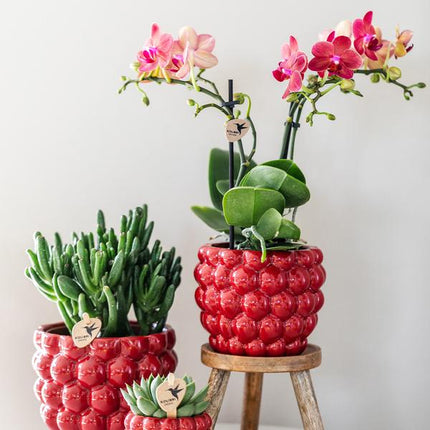 Phalaenopsis Orchidee Rot – Kongo – Mit Beeren-Ziertopf – Ø9cm – Höhe ca. 40cm – Blühende Zimmerpflanze mit 2–3 Zweigen – Dekorative Geschenkidee