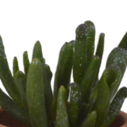 Sukkulenten Mix – 5 Pflanzen – Ø5,5cm Zimmerpflanzen im mediterranen Terrakotta-Topf – Verschiedene Mini-Sukkulenten – Pflegeleichte Pflanzen für Fensterbank, Büro & Wohnzimmer