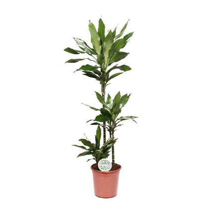 Drachenbaum – Dracaena Janet Lind – Zimmerpflanze – Ø24cm – ↕130cm – Pflegeleichte Grünpflanze für Zuhause & Büro