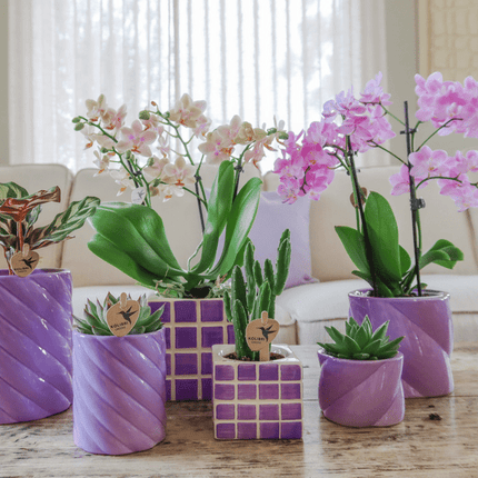 Mosa Ziertopf – Flieder – Ø9cm – Moderner Dekotopf – Stylischer Pflanzentopf für Zimmerpflanzen, Kakteen & Sukkulenten – Kreatives Wohnaccessoire für trendbewusste Einrichtung