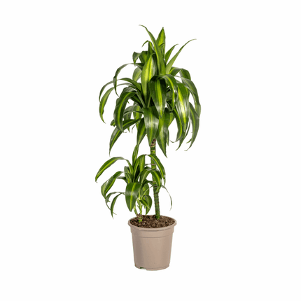 Dracaena Deremensis Hawaiian Sunshine – Drachenbaum – Ø19cm – ↕70-90cm – Tropische Zimmerpflanze mit zweifarbigen Blättern – Pflegeleicht & luftreinigend