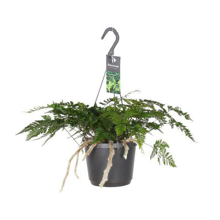 Hasenpfotenfarn Davallia Bullata – Ø17cm – ↕30cm – Pflegeleichter Zimmerfarn mit dekorativen Rhizomen – Grünpflanze für Wohnzimmer, Büro & Schlafzimmer