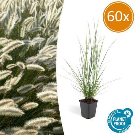 Lampenputzergras Pennisetum alopecuroides 'Hameln' – 60 Pflanzen – Ziergras – Elegantes Gartenhighlight – Cremefarbene Blüten – Pflegeleicht – Sonne & Halbschatten