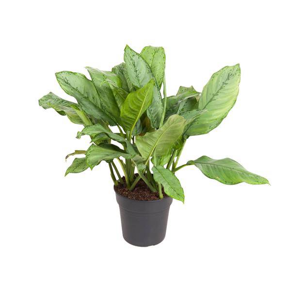 Kolbenfaden Aglaonema B.J. Freedman – Ø24cm – ↕70cm – Pflegeleichte Zimmerpflanze mit dekorativem Blattwerk – Grünpflanze für Wohnzimmer, Büro & Schlafzimmer