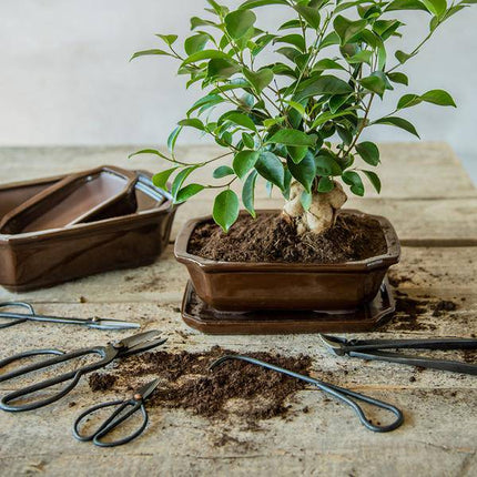 Bonsai Wurzelhaken – 20,5cm – Professionelles Bonsai Werkzeug zum Lösen & Entwirren von Wurzeln – Stabil & langlebig – Für Bonsai Pflege & Umtopfen
