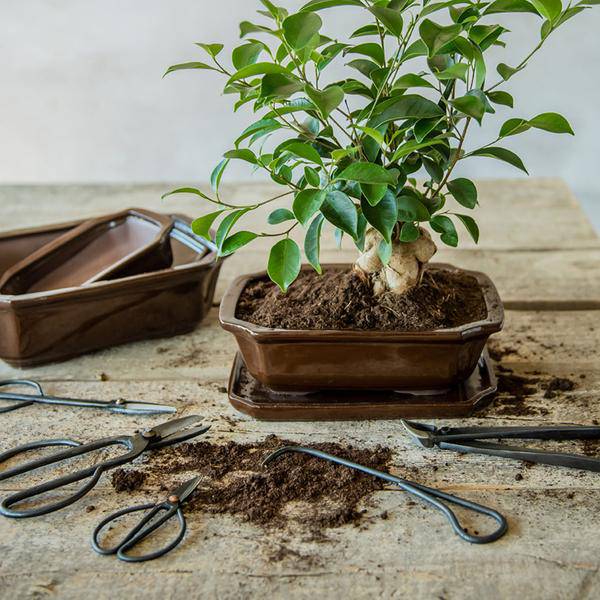Bonsai Wurzelhaken – 20,5cm – Professionelles Bonsai Werkzeug zum Lösen & Entwirren von Wurzeln – Stabil & langlebig – Für Bonsai Pflege & Umtopfen
