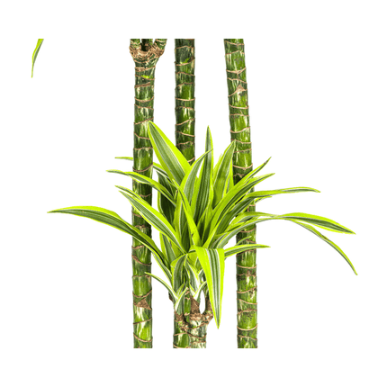 Drachenbaum Dracaena Deremensis Lemon Lime – Zimmerpflanze – Ø27 cm Topf – 180 cm hoch – dekorative Blattpflanze mit lebhaften Grüntönen