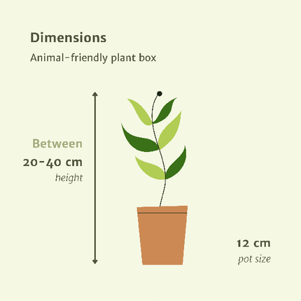 Tierfreundliches Pflanzenset Ø12cm ↕20-40cm – pflegeleichtes Pflanzen Set für Urban Jungle, Fensterbank, Wohnzimmer & Büro