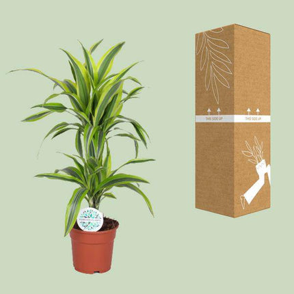 Drachenbaum Dracaena Lemon Lime – Zimmerpflanze – Ø17cm  – ↕65cm – Gelb-grün gestreifte Blätter – Luftreinigend & Pflegeleicht